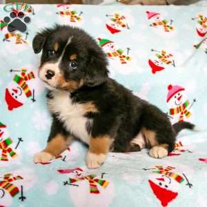 Crandell, Bernedoodle Puppy